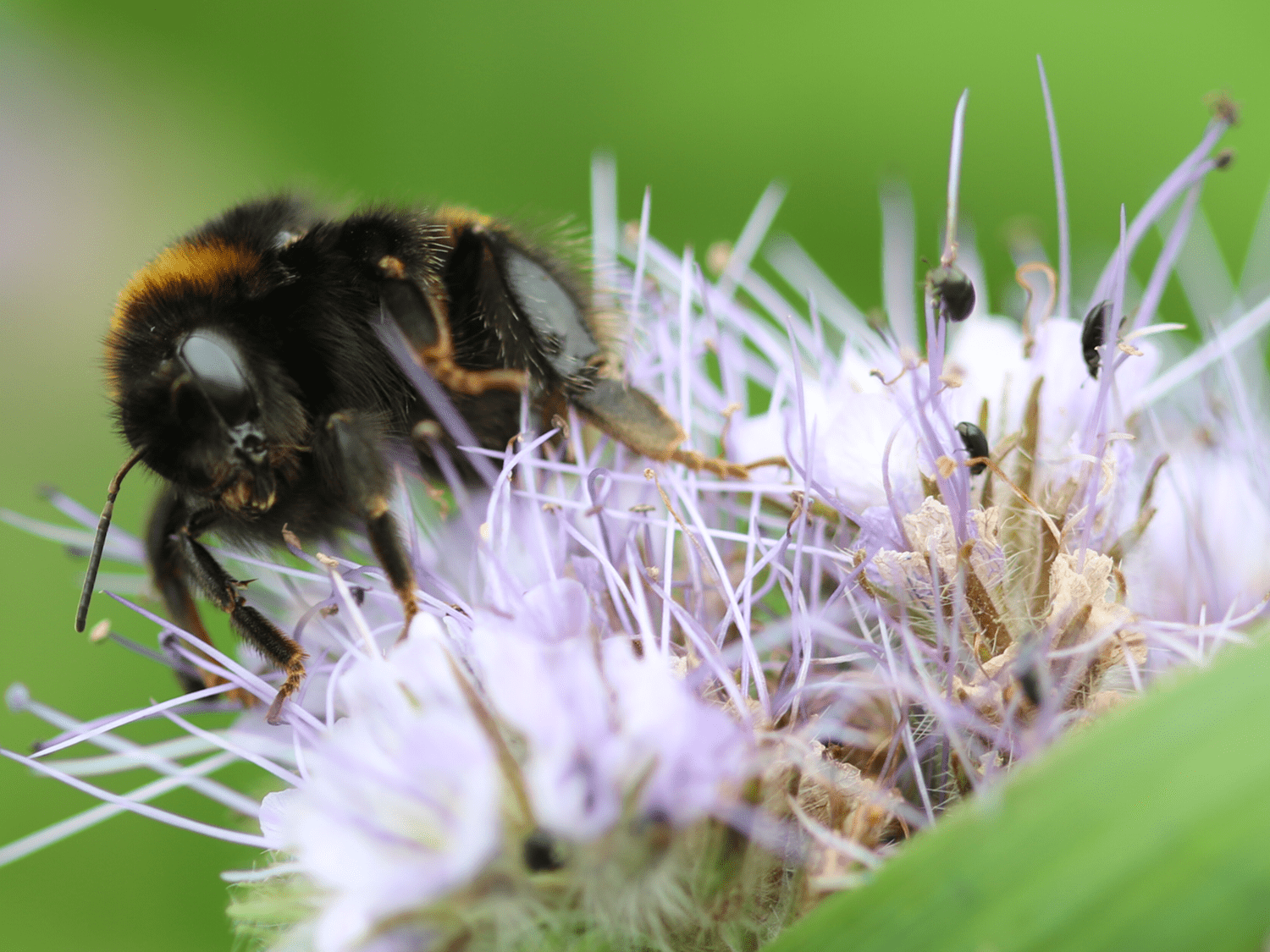 Blackwell & Co. Dingley Dell - One million Bees