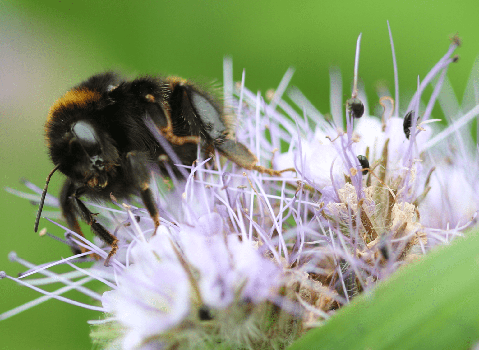 Blackwell & Co. Dingley Dell - One million Bees