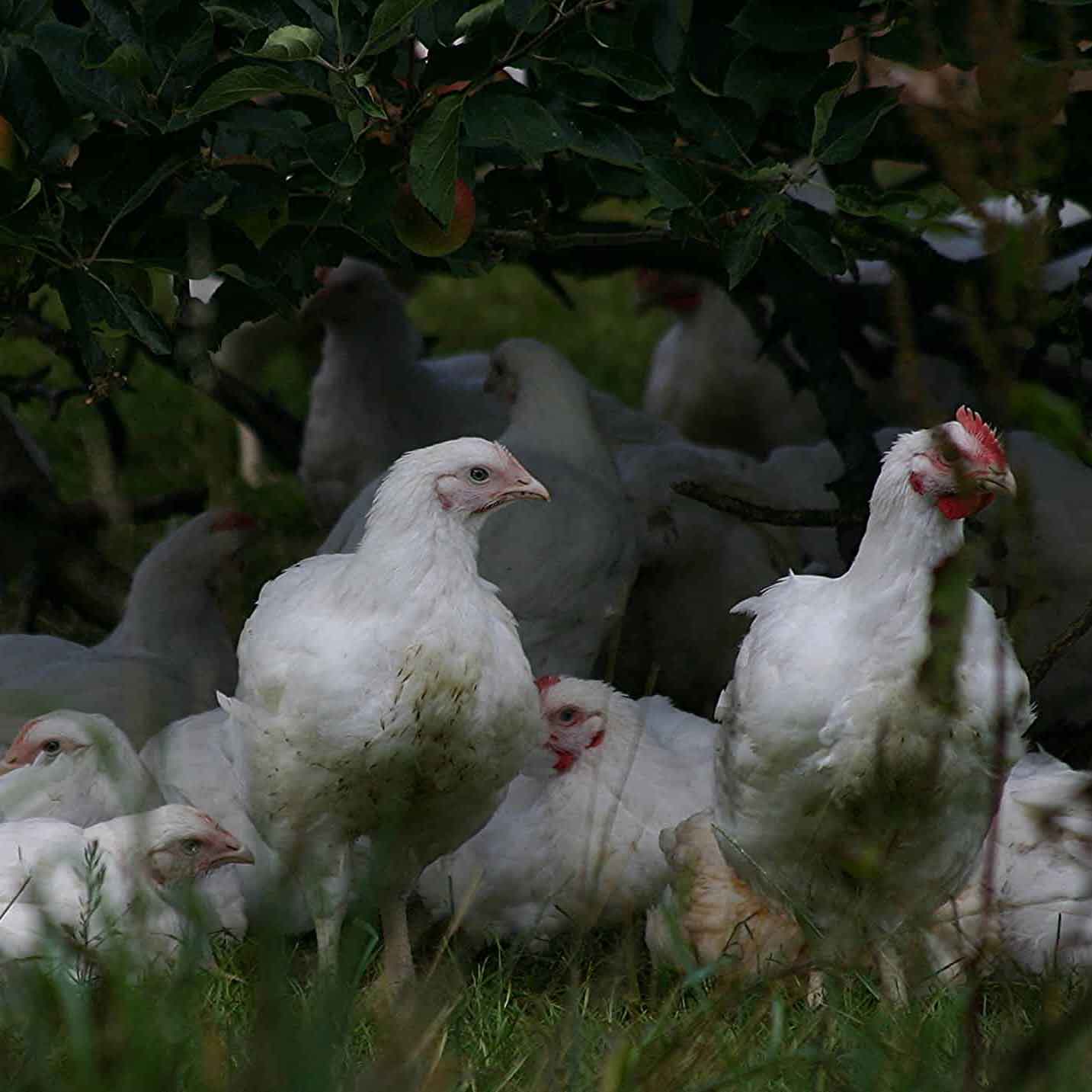 Blackwell & Co. Creedy Carver - Chicken