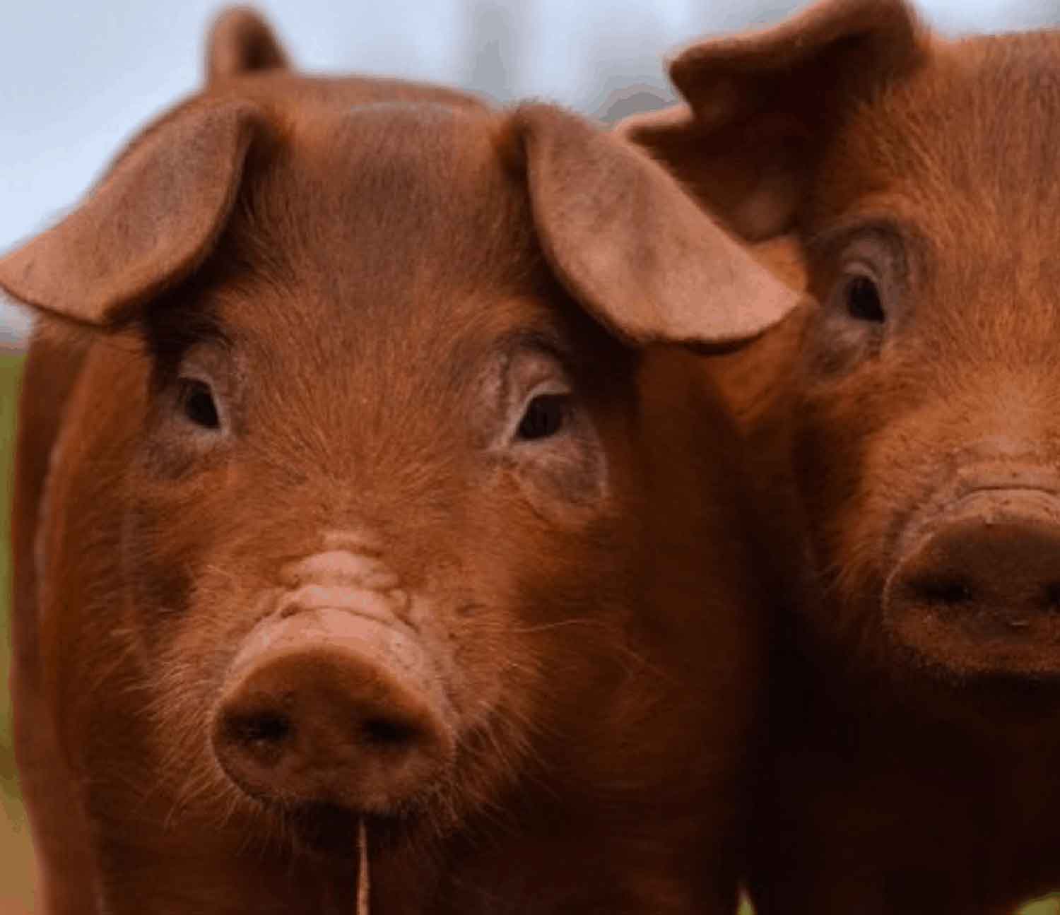 Blackwell & Co. Dingley Dell - Red Duroc Pigs