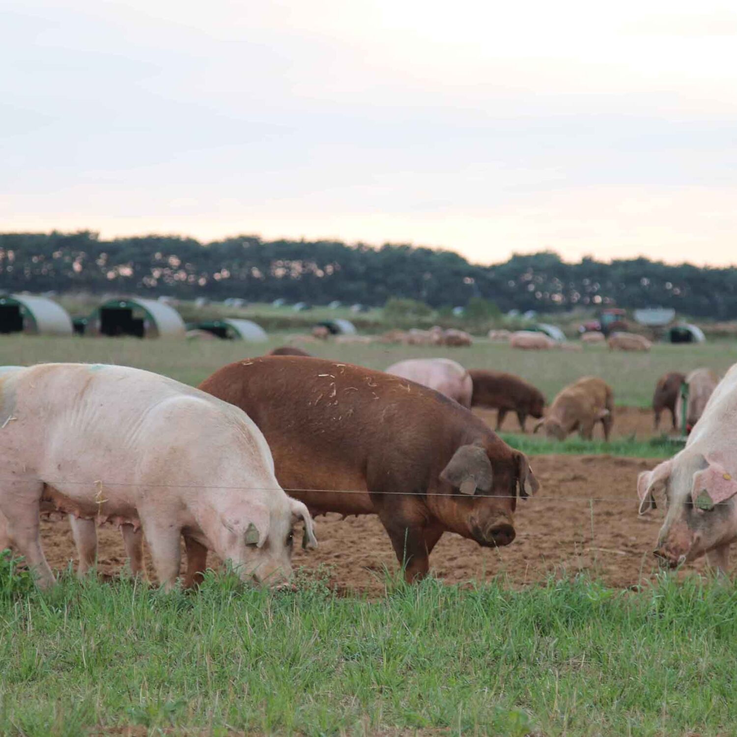 Blackwell & Co. Lincoln Red Beef