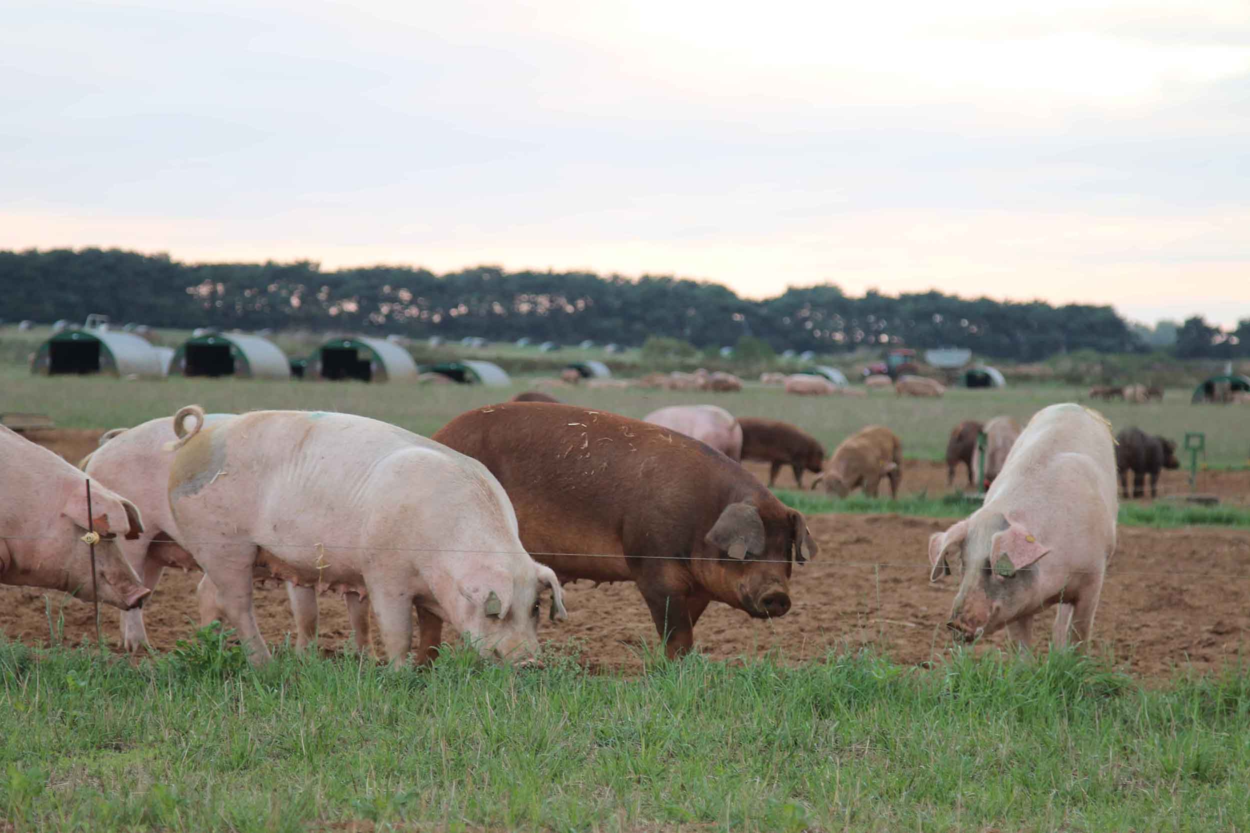 Blackwell & Co. Lincoln Red Beef