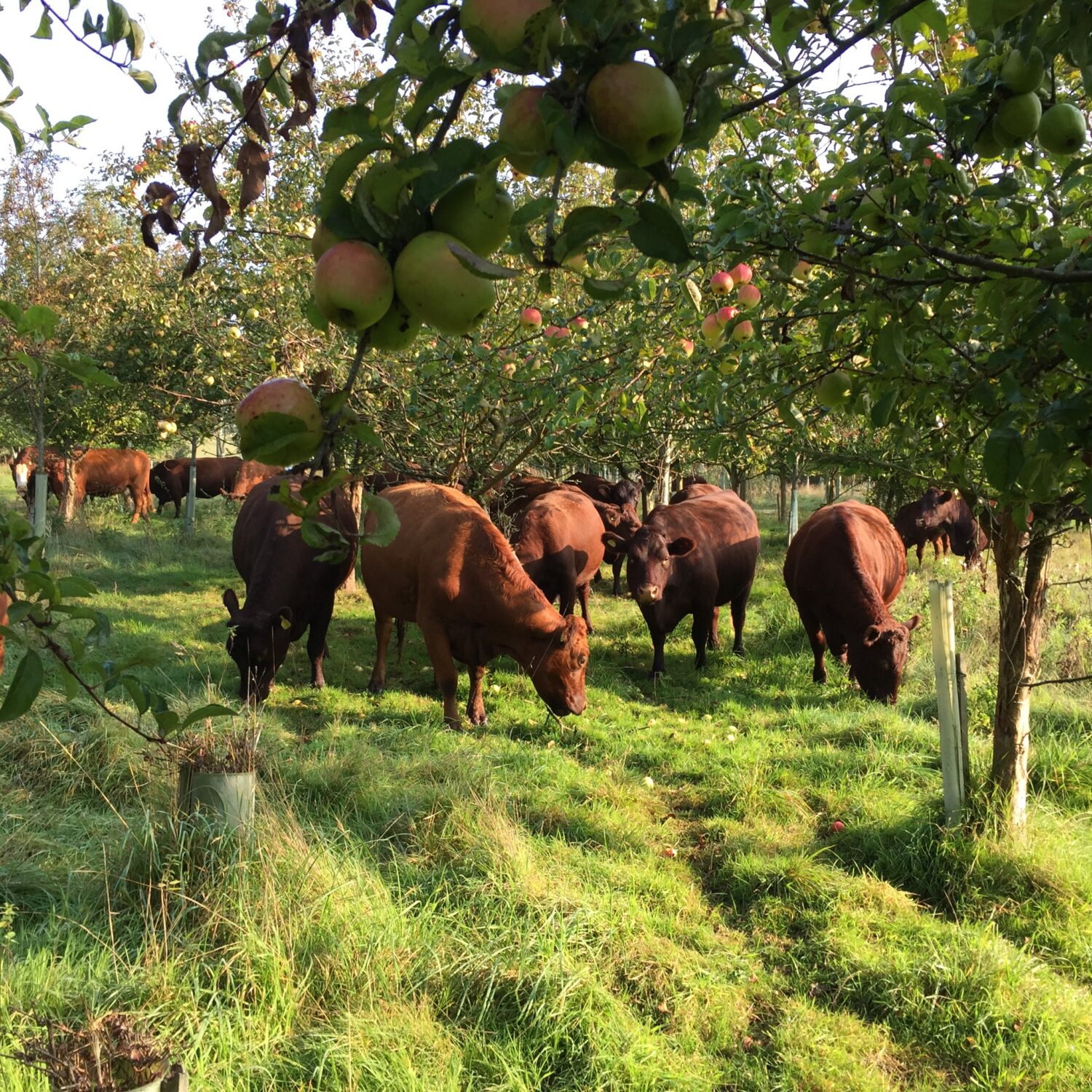 Blackwell & Co. Trenchmore Beef