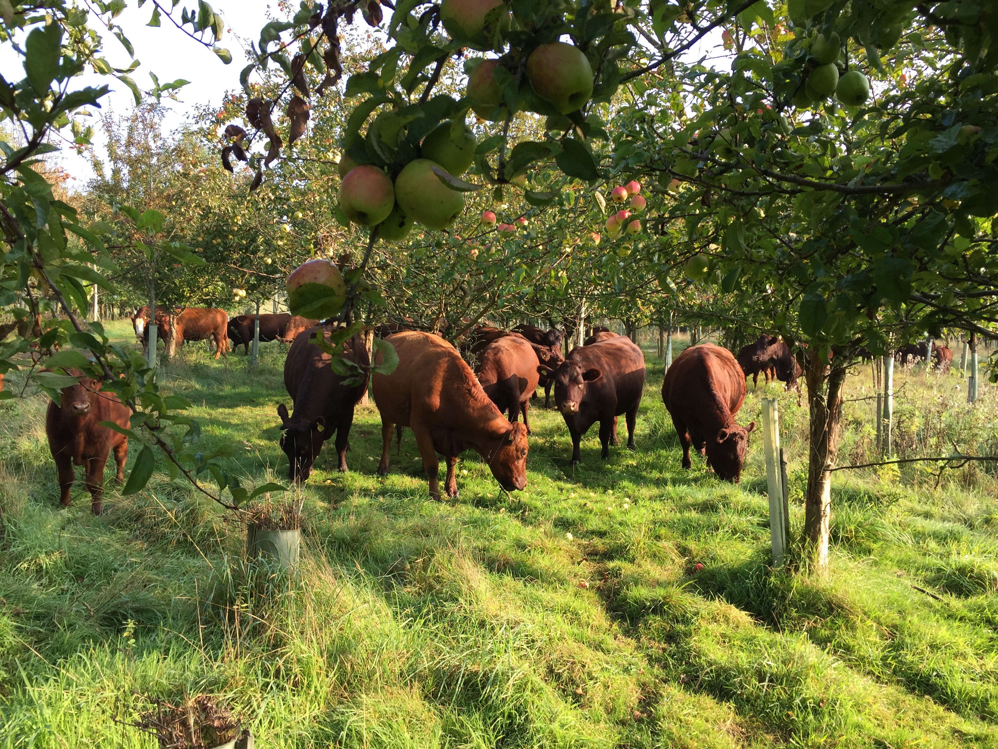 Blackwell & Co. Trenchmore Beef