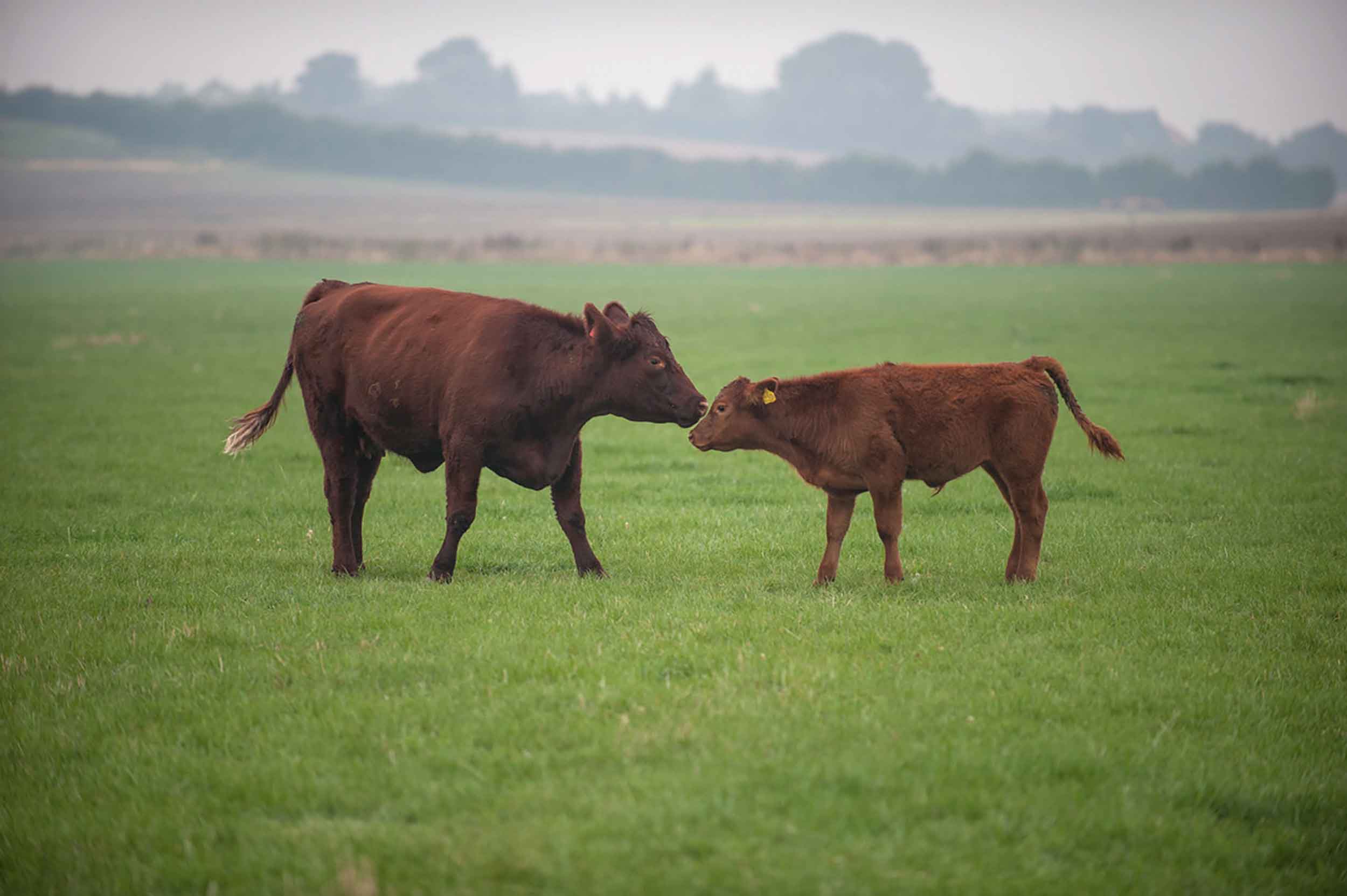 Blackwell & Co. Lincoln Red Beef