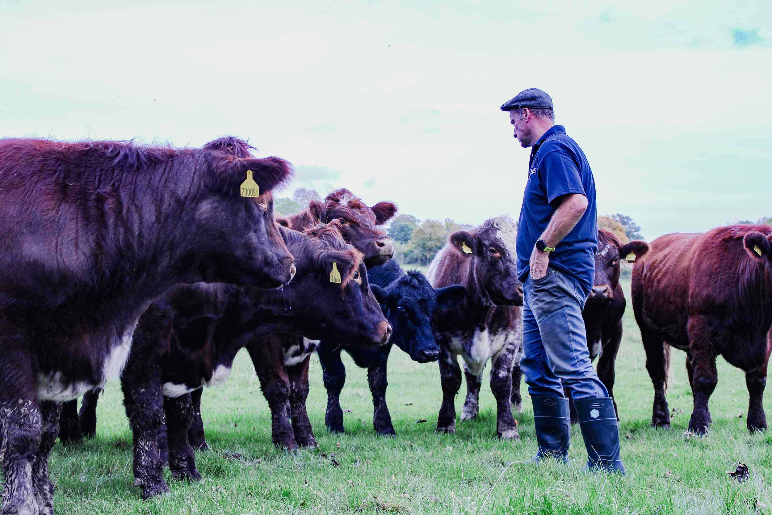 Blackwell & Co. Cattle Herd