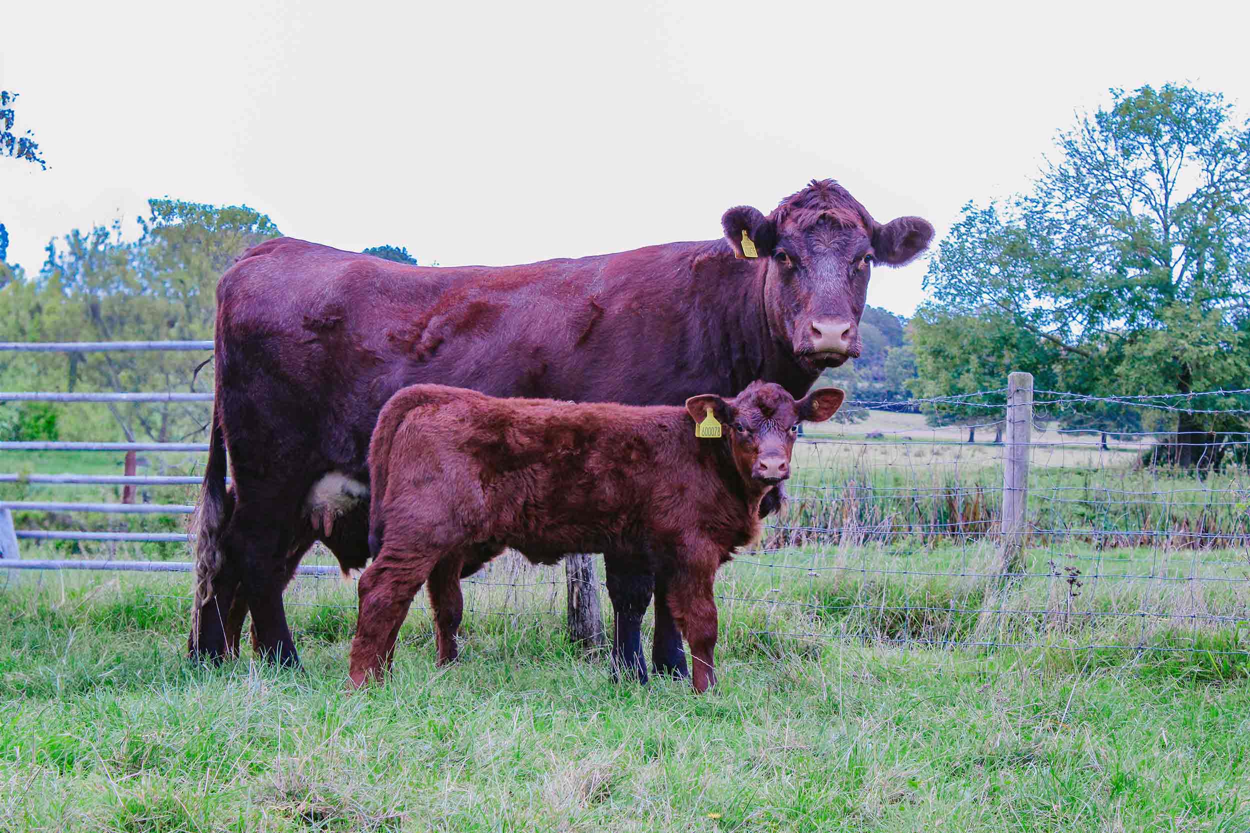 Blackwell & Co. Cattle Herd