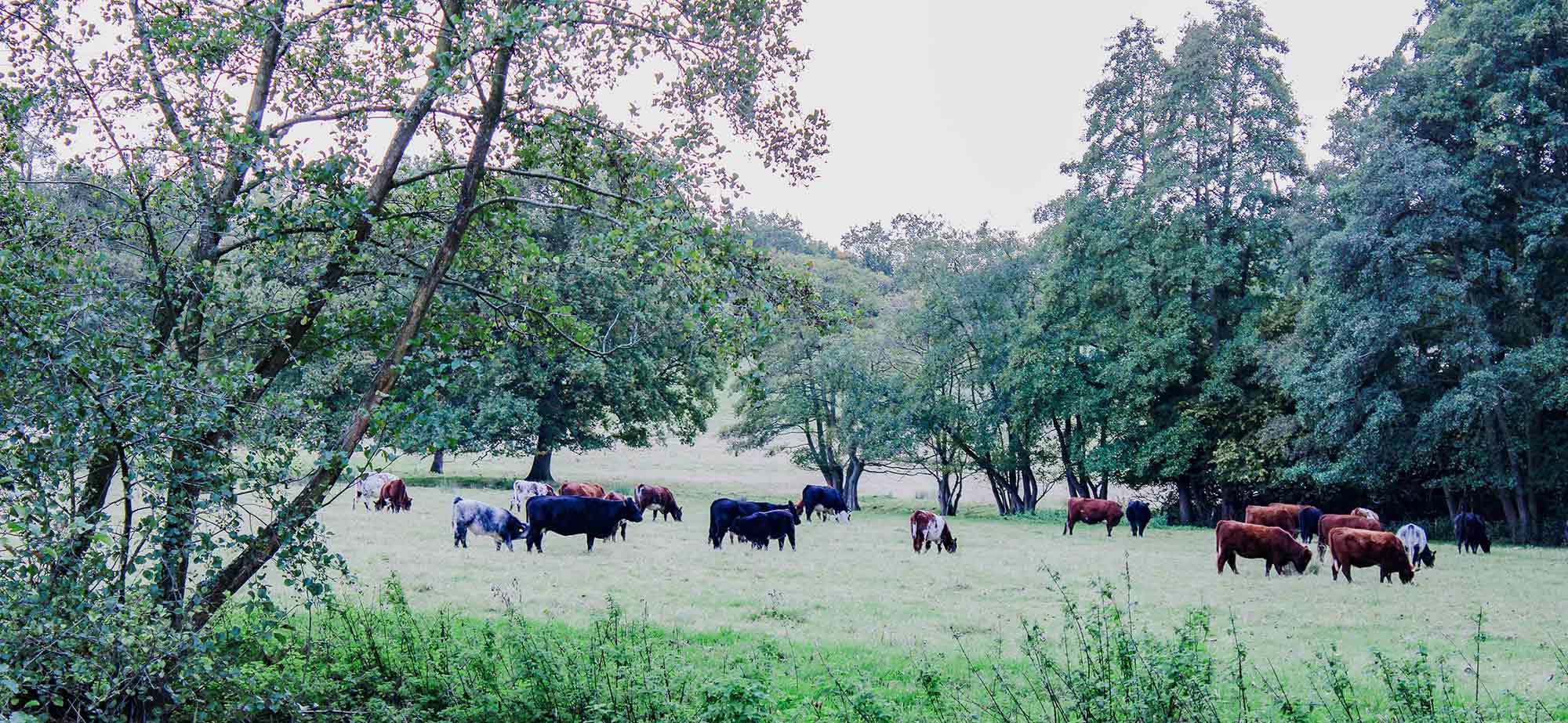 Blackwell & Co. Cattle Herd