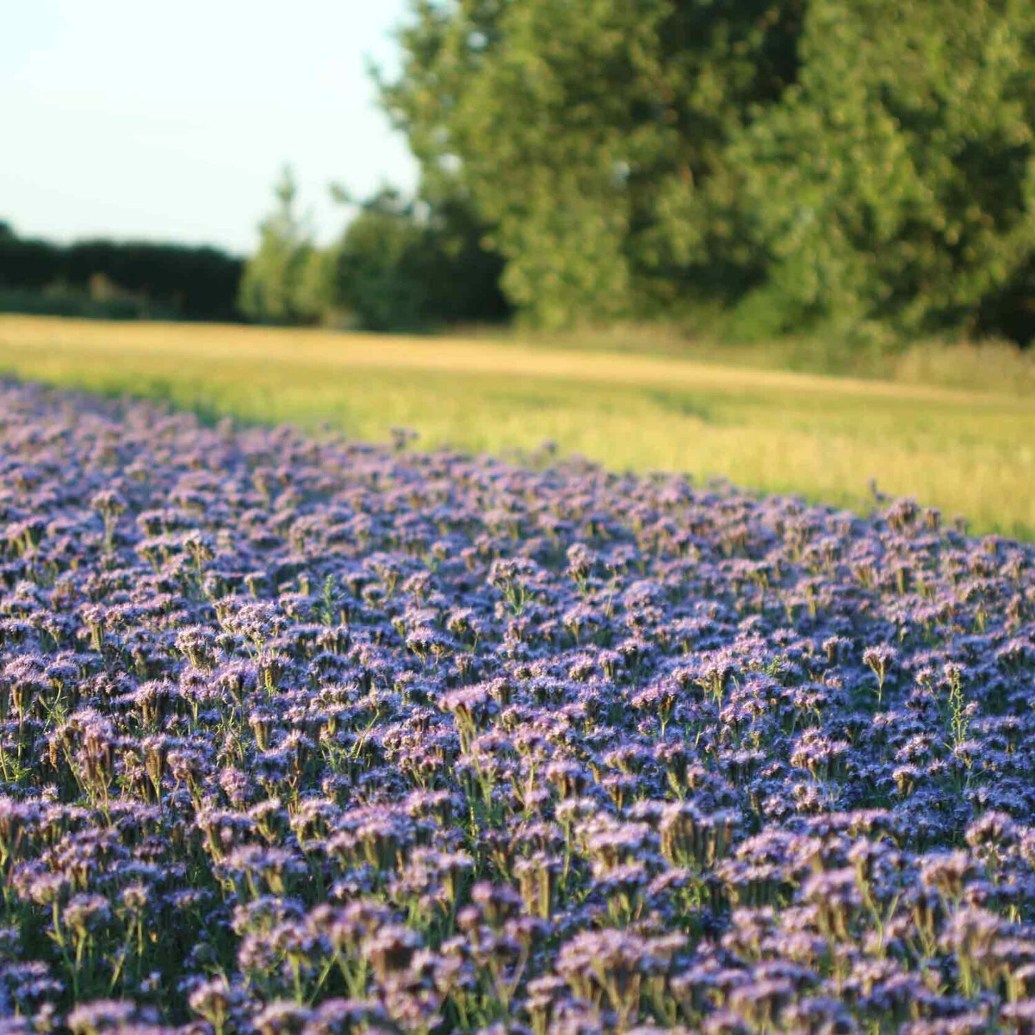 Blackwell & Co. Phacelia Field