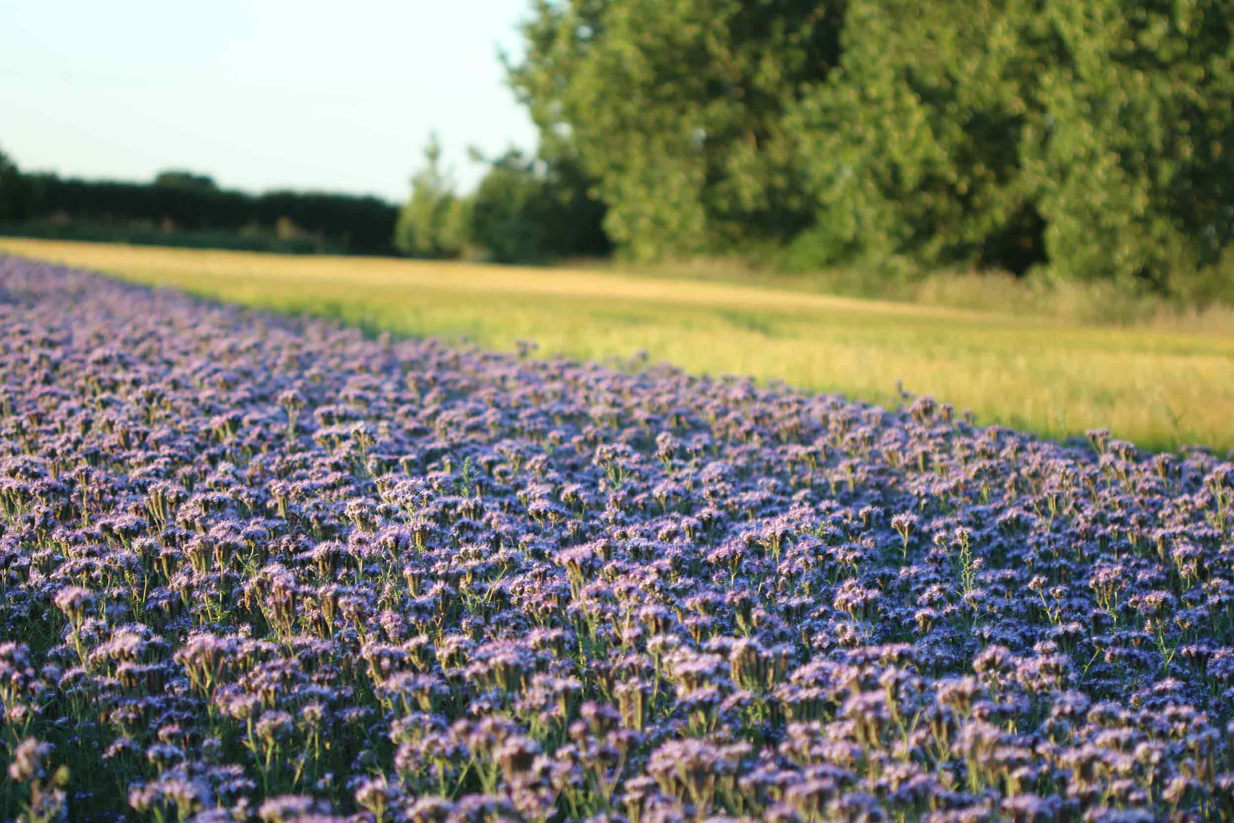 Blackwell & Co. Phacelia Field